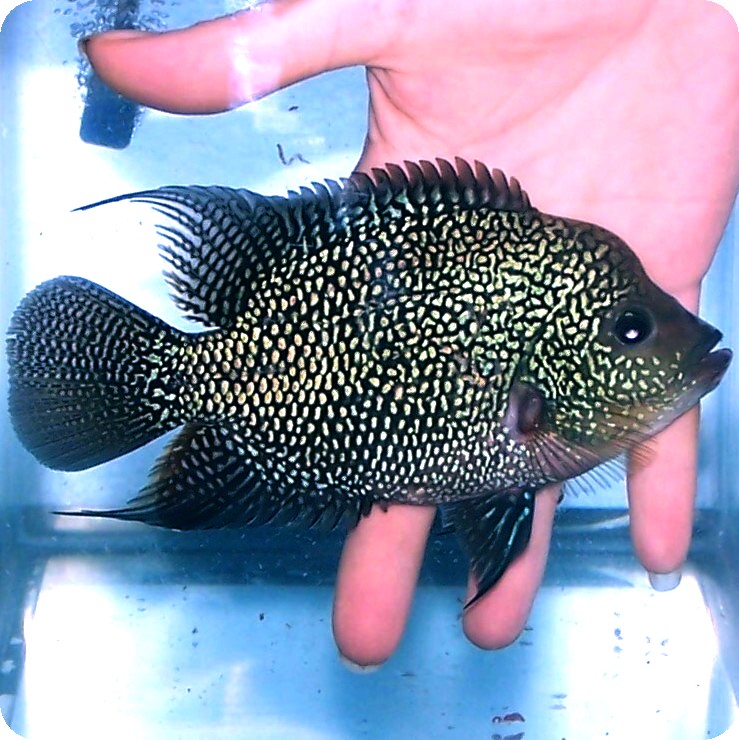 Flowerhorn - Super Blue Pearl - 1-2 inch